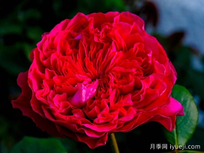 皇家胭脂月季/皇家红Rouge Royale(图4)