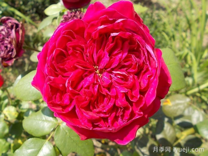 皇家胭脂月季/皇家红Rouge Royale(图5)