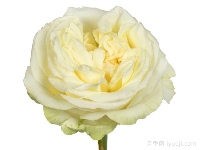 林赛夫人月季Lady Lindsey(图1)