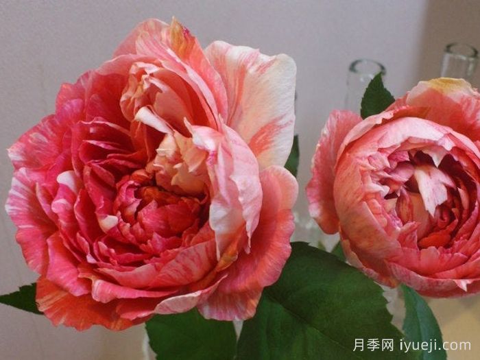 斑马耐心月季La Zebra patience(图1)