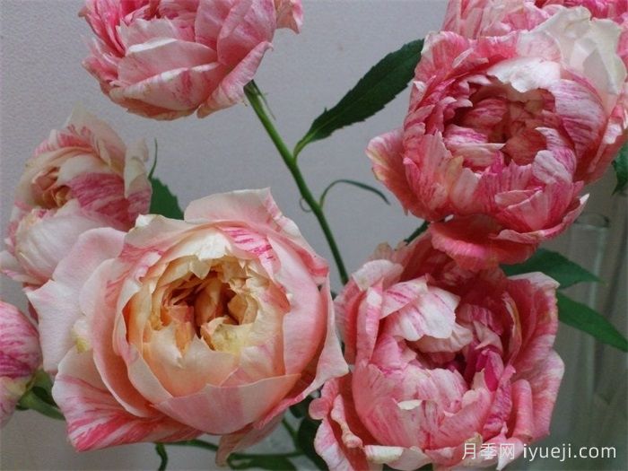 斑马耐心月季La Zebra patience(图2)