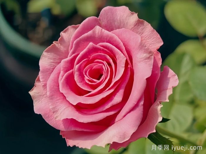 海滨乐园月季/水上游戏Water Game(图2)