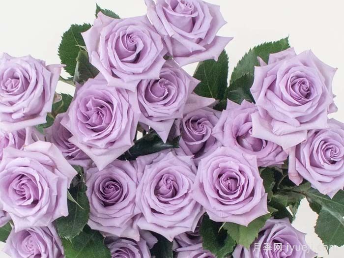 海洋之歌月季Ocean Song(图2)