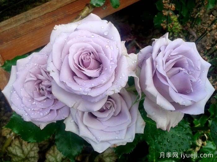 海洋之歌月季Ocean Song(图3)