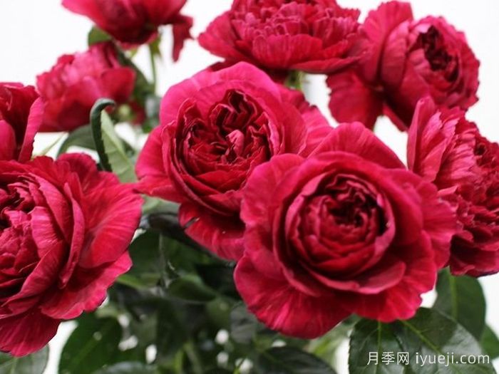 真彩230月季/领带月季Ligare(图2)