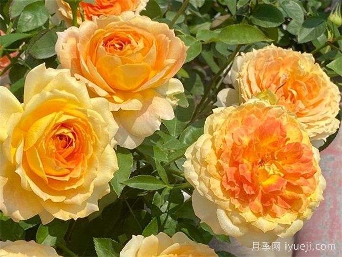 焦糖古董月季/焦糖​安提克Caramel Antike Freelander(图3)