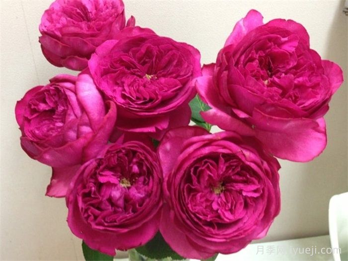 红宝石伯爵月季/伊芙红宝石Ruby Piaget(图2)