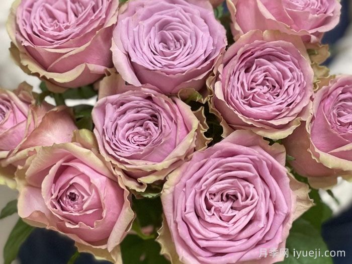 蓝色千层酥月季/布鲁斯亚罗月季Blue Millfeuille(图1)