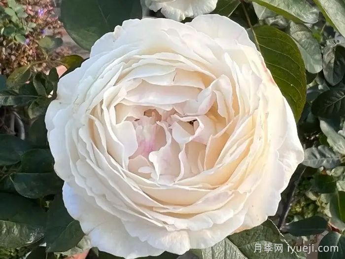 伊芙卡勒姆月季/皇家婚礼月季Yves Cullum(图1)