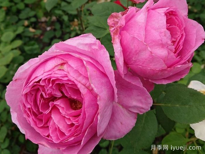 伊芙马蒂诺风琴月季/奥尔冈蒂诺Organtino(图4)