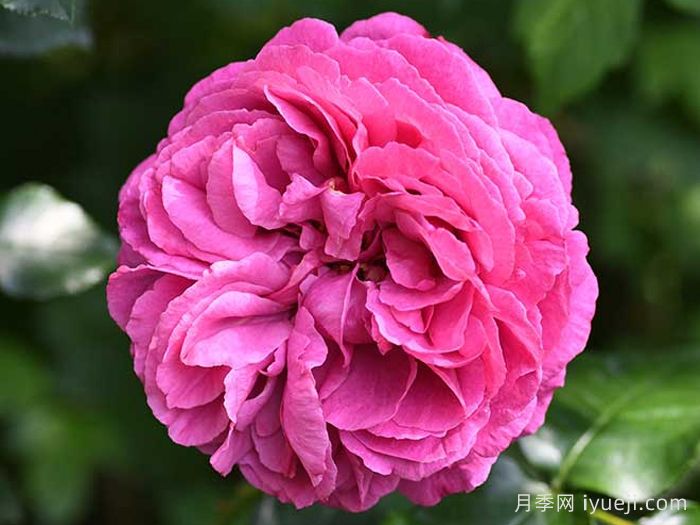 伊芙小资情调月季/伊芙资产阶级Bourgeois(图1)