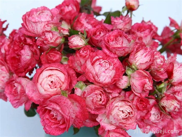 雪花肥牛月季/蜡烛夫人月季Lady Candle(图2)