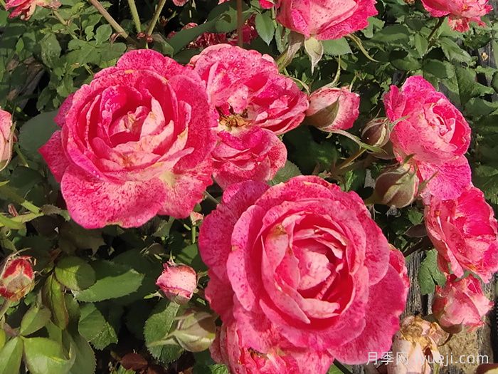 雪花肥牛月季/蜡烛夫人月季Lady Candle(图1)