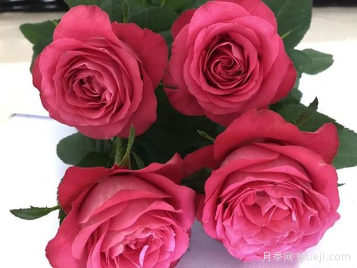 初心月季(切花)(图2)