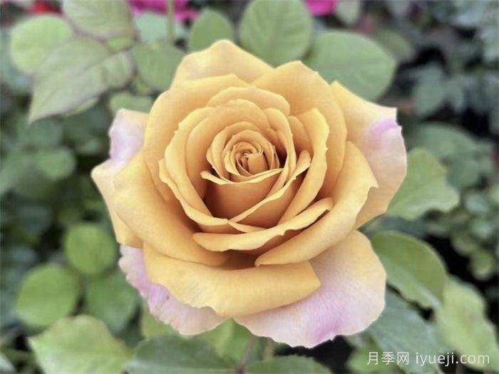 松之梦月季/松梦月季Pine Dream(图1)