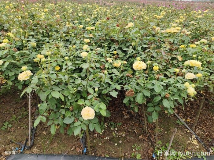 凯特琳娜月季/卡特琳娜月季Catalina(图3)