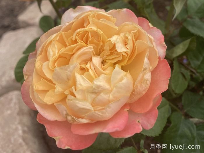 伊迪丝月季/伊迪斯月季Edith(图3)