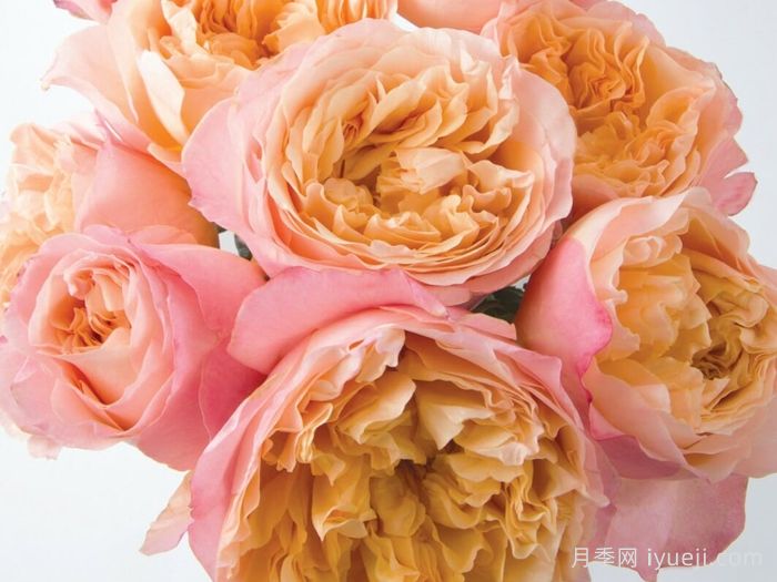 伊迪丝月季/伊迪斯月季Edith(图2)