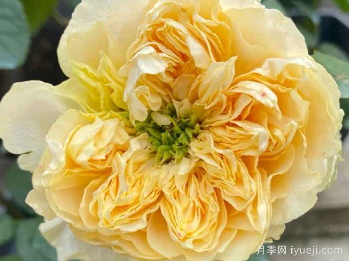 四浪漫月季/唯有浪漫/四恋All four romance(图2)