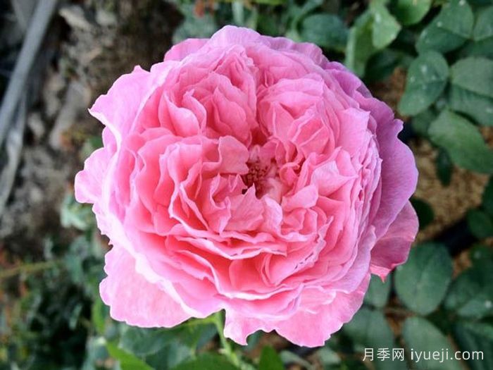 一华月季Ichika(图1)