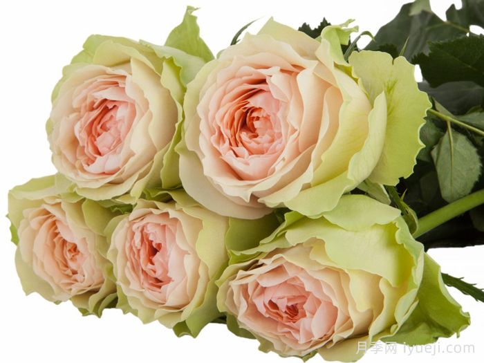 吸引力月季/地心引力月季Gravity(图2)