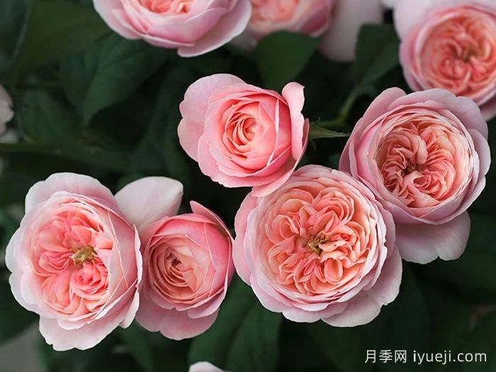 环月季Tamaki(图2)