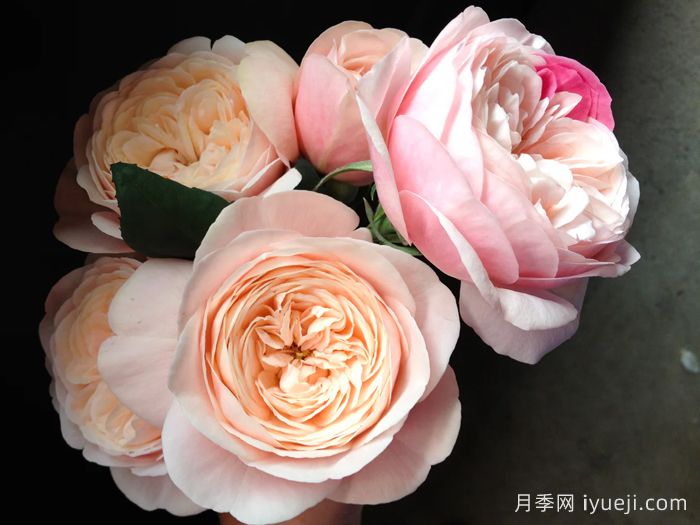 环月季Tamaki(图1)