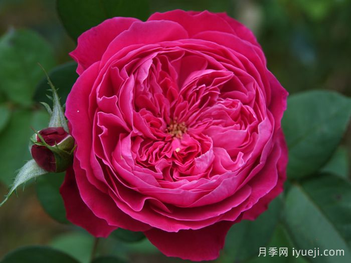 阿卡德米亚月季/学院月季Accademia(图1)