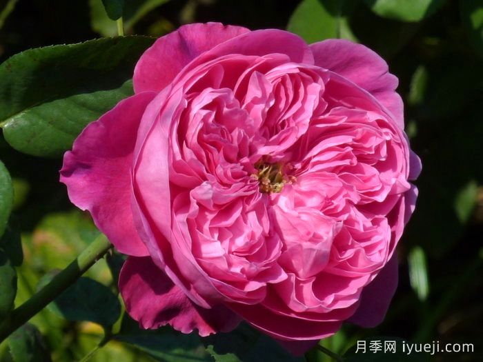 阿卡德米亚月季/学院月季Accademia(图2)