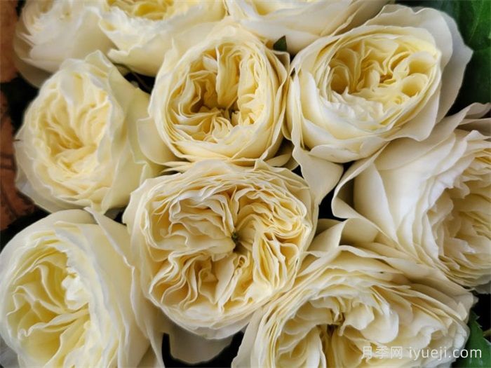 白色珊瑚心月季/白色呜呜祖拉White Vuvuzela(图2)