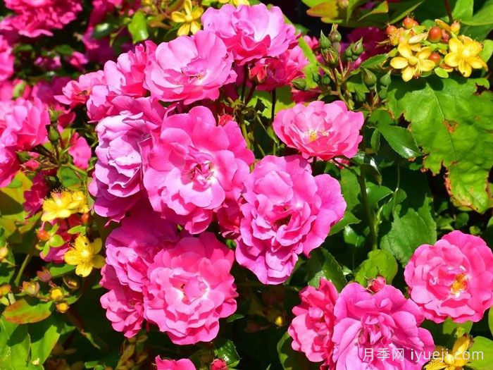 粉色地毯月季/海德的梦想/艾米拉/粉红花毯Flower Carpet Pink(图3)