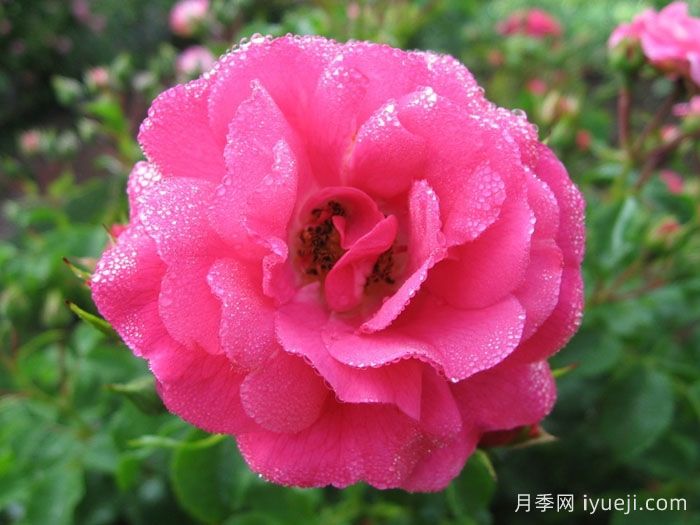 粉色地毯月季/海德的梦想/艾米拉/粉红花毯Flower Carpet Pink(图4)