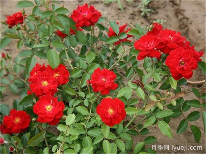 恋情火焰月季Mainaufeuer(图2)