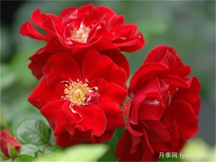 恋情火焰月季Mainaufeuer(图1)