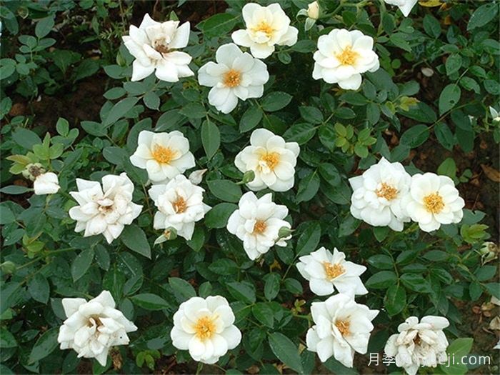 肯特月季Kent(图2)