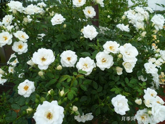 肯特月季Kent(图3)