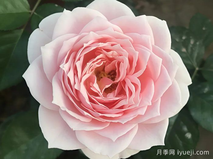 世霸月季/音工坊月季Sonus Faber(图1)