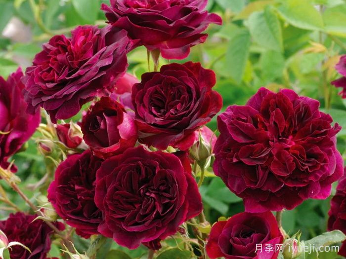 黑伍德月季/曼斯特德伍德Munstead Wood(图3)