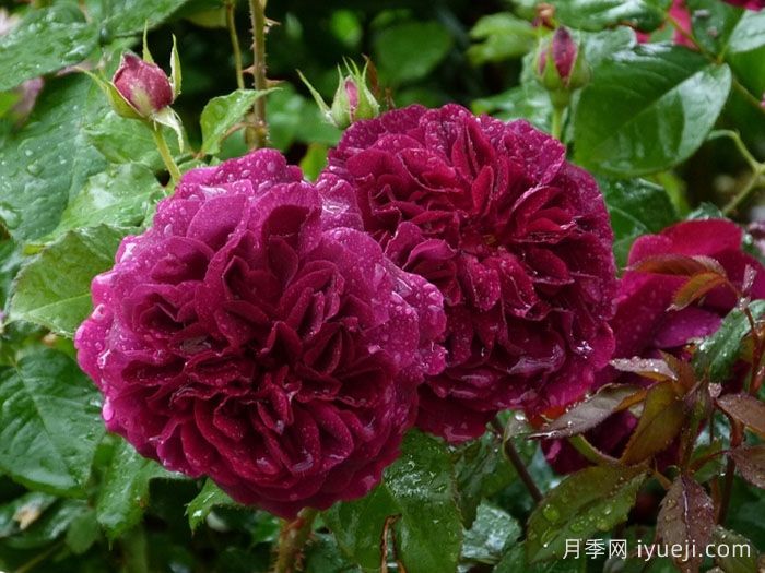 黑伍德月季/曼斯特德伍德Munstead Wood(图5)