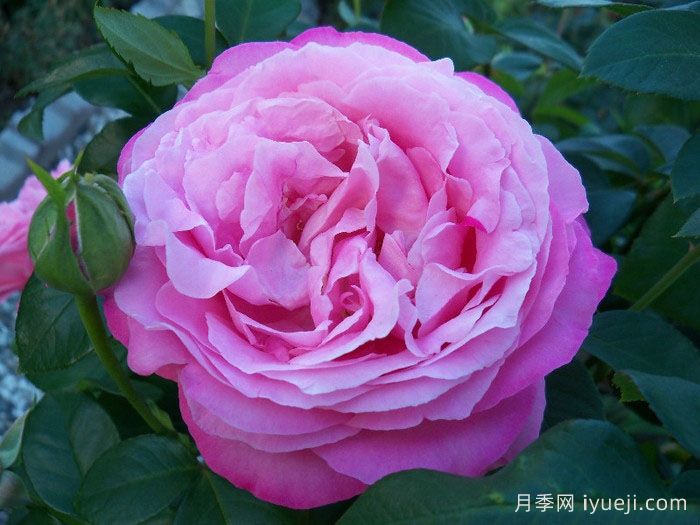 约翰莱恩夫人月季Mrs. John Laing(图4)