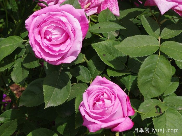 约翰莱恩夫人月季Mrs. John Laing(图3)