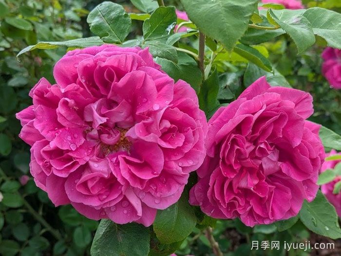 牡丹月季/保罗内龙月季/西枝牡丹Paul Neyron(图1)