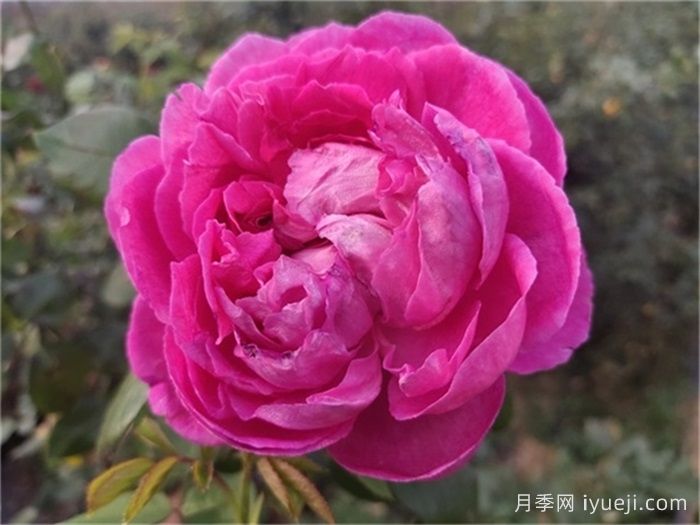 牡丹月季/保罗内龙月季/西枝牡丹Paul Neyron(图2)