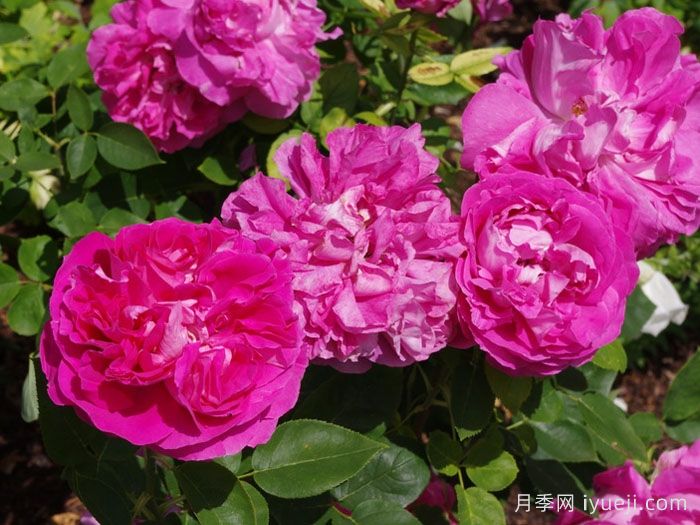 牡丹月季/保罗内龙月季/西枝牡丹Paul Neyron(图3)