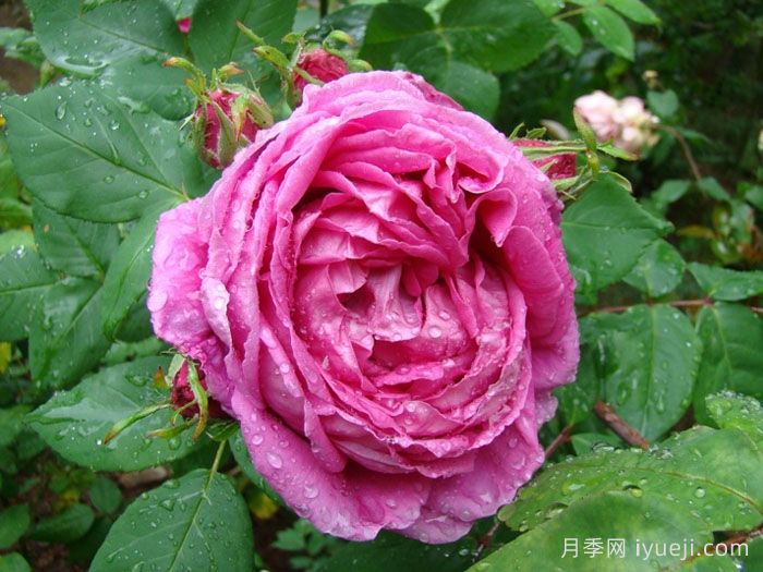 牡丹月季/保罗内龙月季/西枝牡丹Paul Neyron(图4)