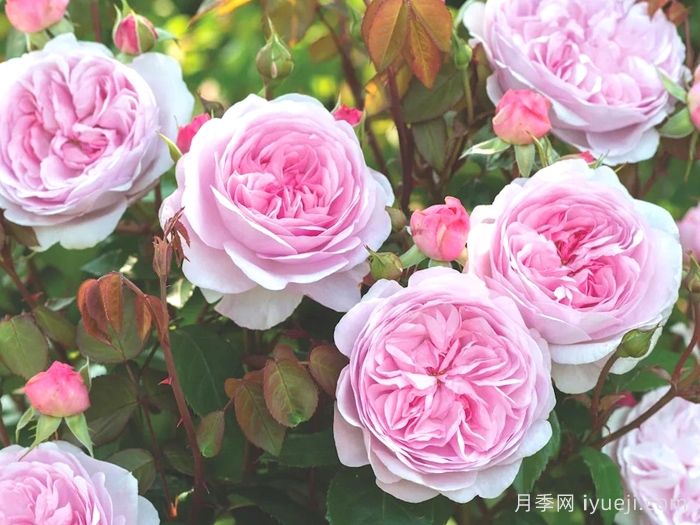 奥利维亚月季/奥利维亚罗斯奥斯汀月季Olivia(图3)