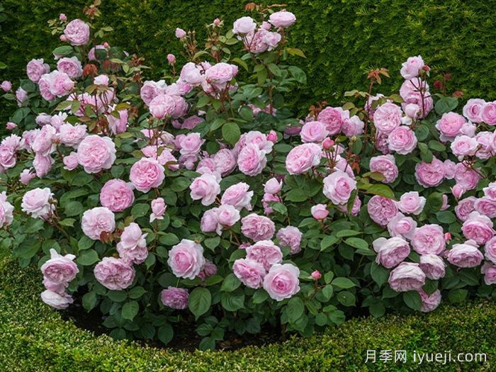 奥利维亚月季/奥利维亚罗斯奥斯汀月季Olivia(图5)