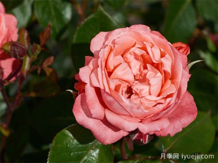 奥利维亚重生月季Olivia Renaissance(图1)