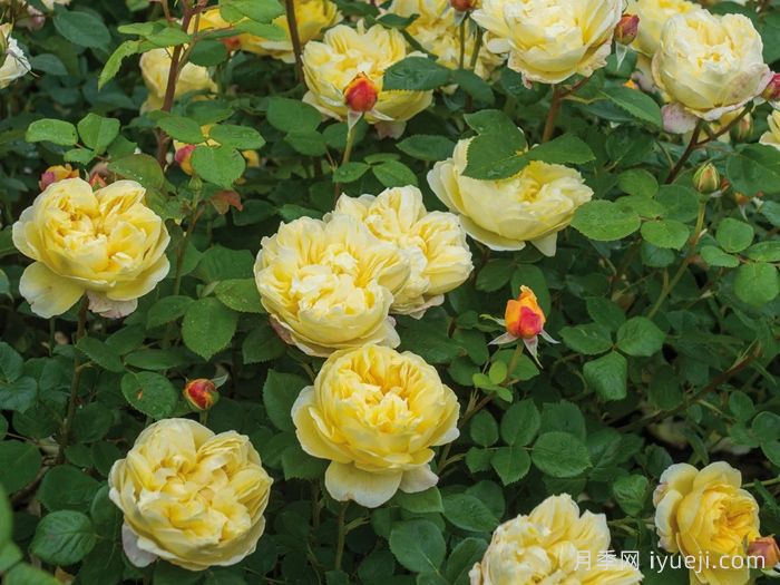 查尔斯达尔文月季Charles Darwin(图3)