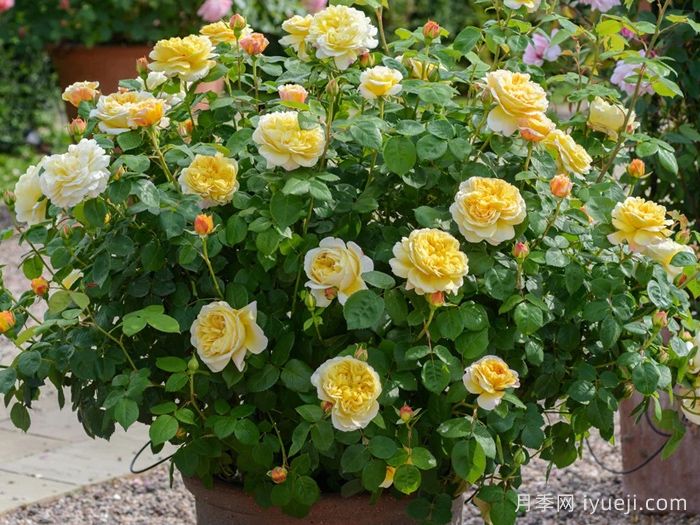 查尔斯达尔文月季Charles Darwin(图4)